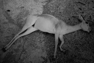 deer died in an road accident in ananthapur district