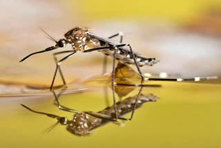 beware of dengue mosquito in rainy seadon