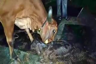 A cow that gave birth to a male calf in bsy home