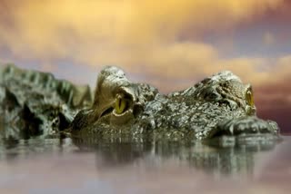 chowkidar-died-due-to-crocodile-attack-in-kaliyasot-dam-bhopal