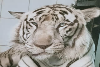 white male tiger  passed away