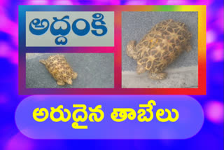 star-tortoise-in-addhanki