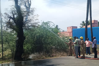 பழமையான புளிய மரத்துக்கு தீவைத்த சமூக விரோதிகள்!