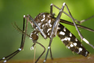 HCU Professors Invent Dengue Platelets Count Discrease Reason