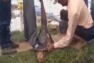 Crocodile rescued from gutter in Uttarakhand village