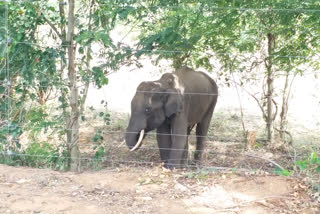 statelevel five members investigation team on elephant death