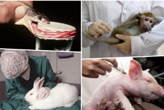 animals used in medical research  types of animal testing  animals used for testing  animals used for medicinal purposes  animals used for medical purposes  animals used for medicine in india  animals used for medicine  animals used in clinical trials  medical research animals