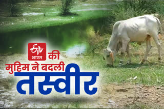 राजस्थान न्यूज, sriganganagar news