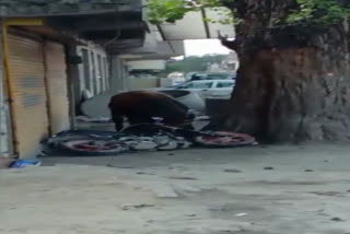 bull hit car motorcycle in kullu.