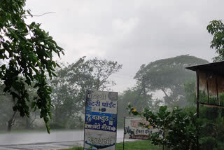 Heavy rains in the western belt of Dindori taluka,  farmers happy with rain