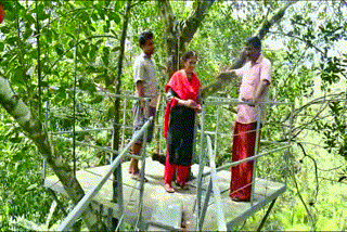 this-engineer-builds-a-footbridge-to-reach-the-top-of-jack-fruit-trees-pluck-the-fruits