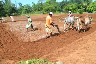 Groundnut cultivation