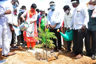 narayapet collector harichandhana participated in haritha haaram