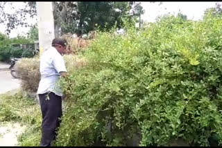 Horticulture department employees are pruning the plant in delhi