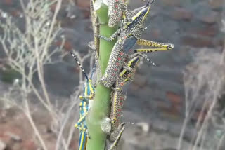 Locusts destroy crops