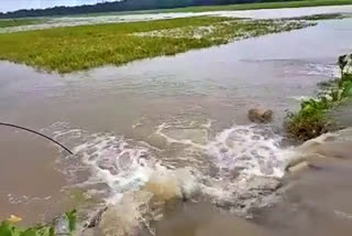 massive devastation by sukajani river's flood in dalgaon