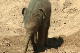 Baby elephant explores enclosure at Cologne Zoo