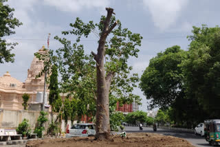 આમલના ઝાડનું ફરીથી રિપ્લાન્ટેશન કરાયું