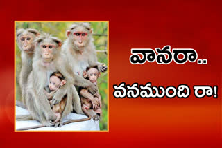 govt planning for Special forests for monkeys