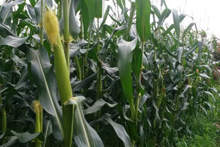 Maize farming