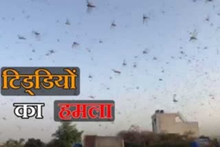 locust attack in jhajjar haryana