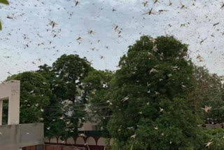 Keep doors, windows closed', Delhi issues locust advisory