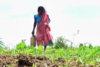 farmer-second-time-sowing-due-to-bogus-seeds-in-amravti