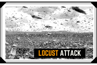 Locust swarms enter Haryana
