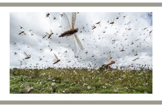 Locust swarms spotted in Uttar Pradesh's Sultanpur