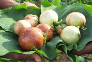 apple-brinjal-crop-at-agency-visakhapatnam-district