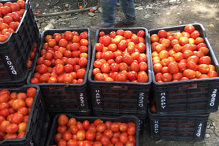 tomato prices  in Balh