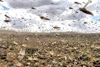 farmers worried from locust attack in rewari