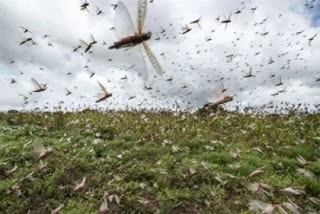 Swarms of locusts seen in areas along Gurugram-Dwarka Expressway today.