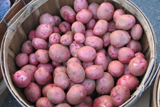 Increased demand for sugar free red potatoes in Bhoranj