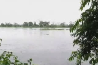 Assam floods: 50 percent of Kaziranga National Park inundated