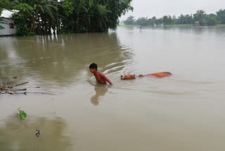 beki river flood and erosion create massive devastation in kalgachia