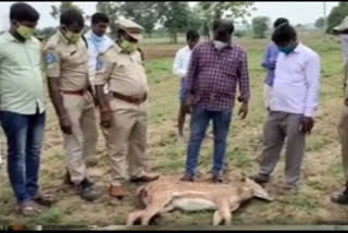 Deer Die In Dogs Attack In Medak District Shivvam pet Mandal