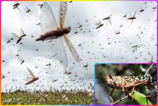 Minister Gopal Rai convened emergency meeting in anticipation of locust attack