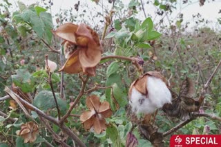 effects-of-lockdown-in-the-life-of-cotton-farmers