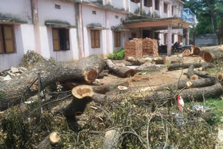 villagers complaint on who cut down big trees