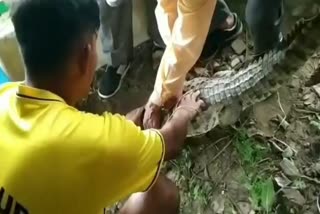 crocodile