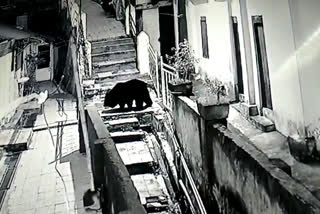 Bear shows strolling in Dalhousie