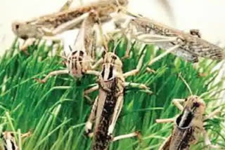 gopal rai meeting over locusts attack in delhi