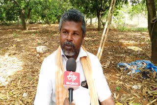 farmer done mango cultivation