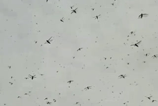 Locusts enter in Delhi