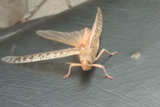 Locust reached in Noida