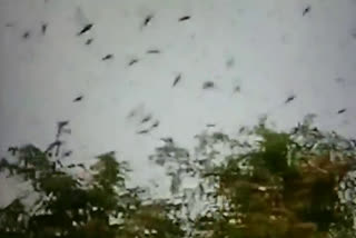 swarms of locust move from rewari to Jhajjar and gurugram