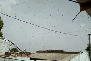 dholpur news,  rajasthan news,  Locust attack in Dholpur,  Locust attack in rajasthan,  Locust attack