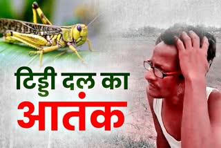 locust attack in bihar