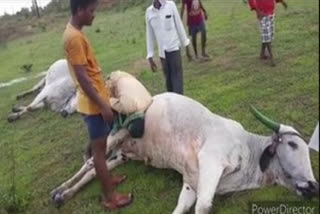 two-bulls-died-due-to-lightening-strike-in-sangareddy-district